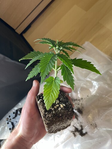 Growreport Bild 1