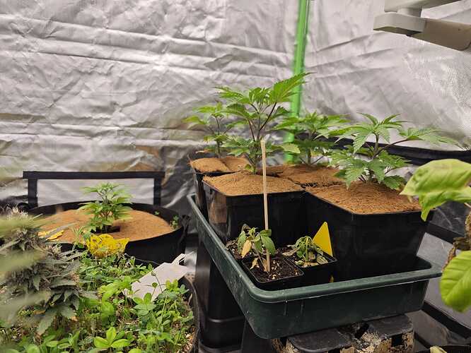 Growreport Bild 4