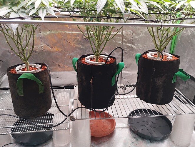 Growreport Bild 5