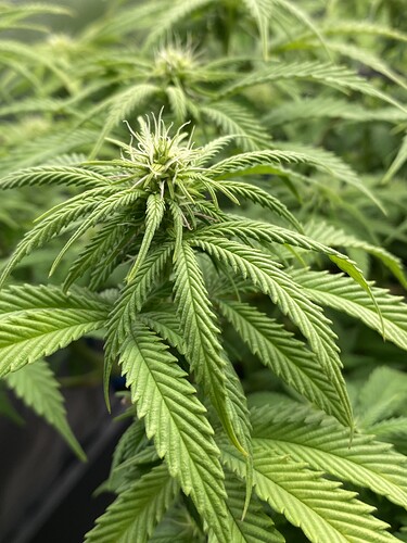 Growreport Bild 21