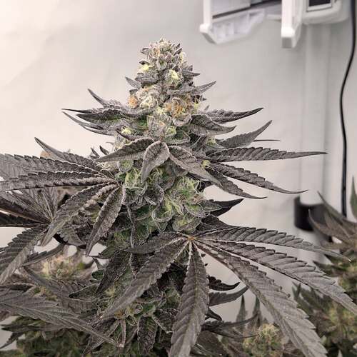 480964513_122170052846293599_5805661737999594715_n