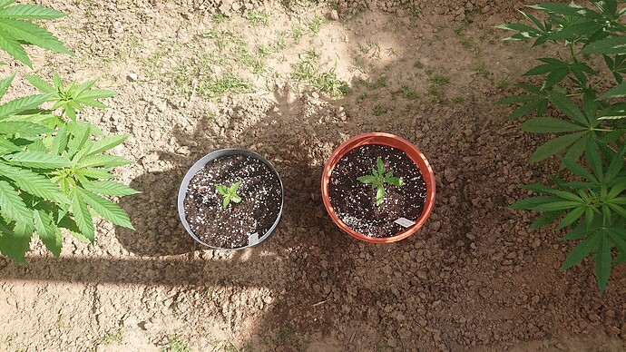 Growreport Bild 97