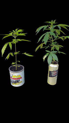 Growreport Bild 4