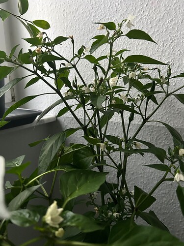 Growreport Bild 24