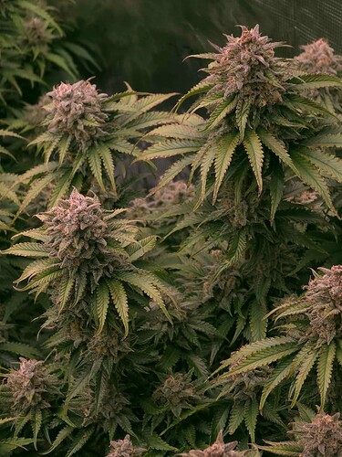 Growreport Bild 3
