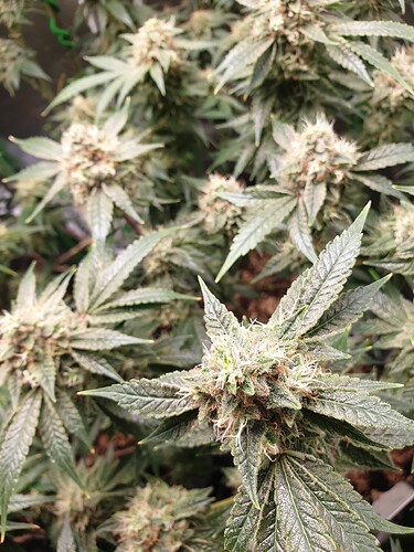 Growreport Bild 6