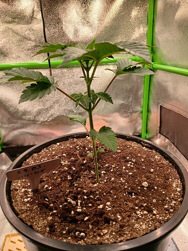 Growreport Bild 19