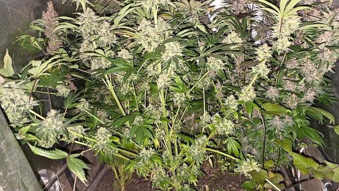 Growreport Bild 27