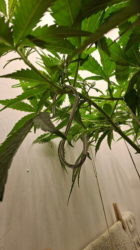 Growreport Bild 211