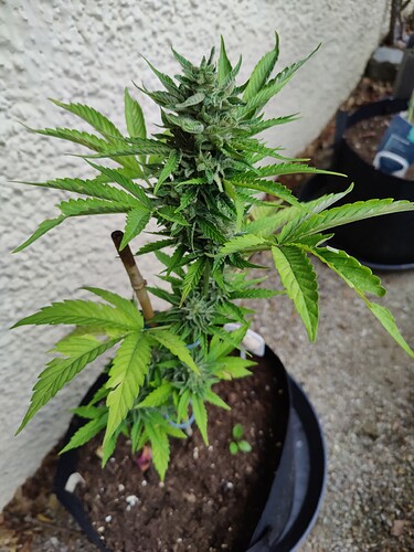 Growreport Bild 3