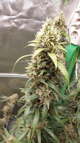 Growreport Bild 5