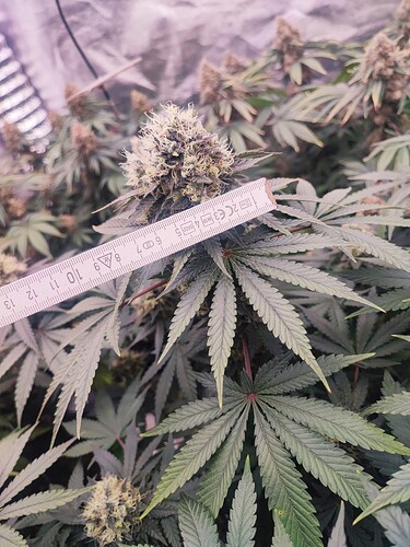 Growreport Bild 26