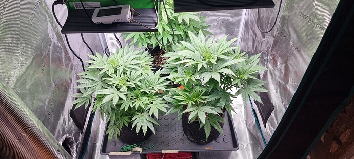 Growreport Bild 2