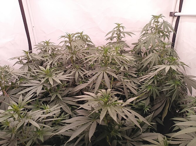 Growreport Bild 20