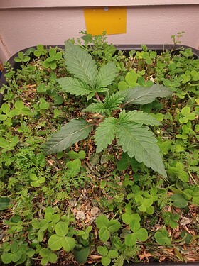 Ayahuasca Purple 20.11.2024