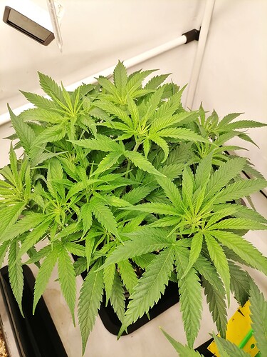 Growreport Bild 9