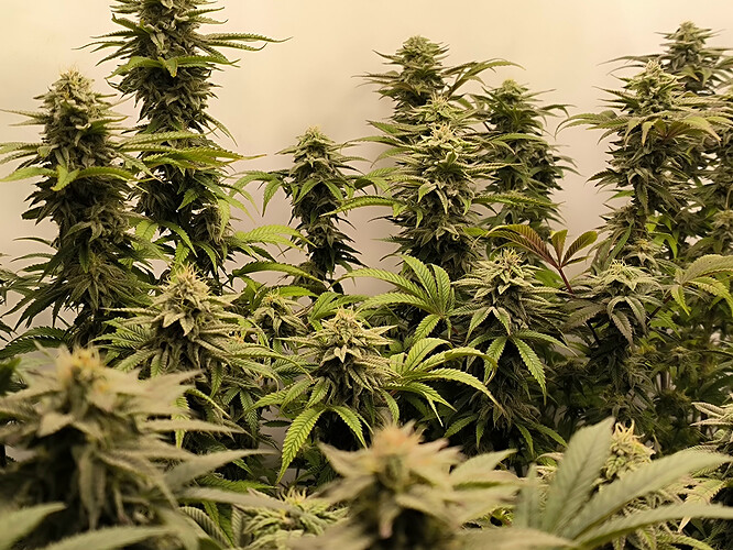 Growreport Bild 6