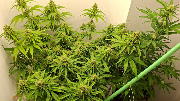 Growreport Bild 305