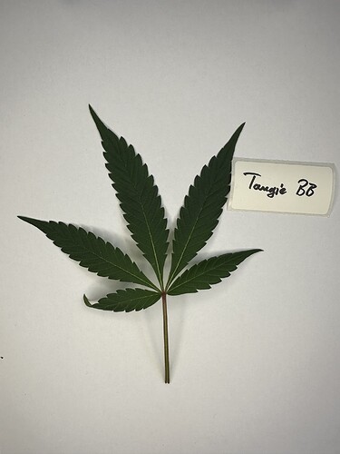 Growreport Bild 7