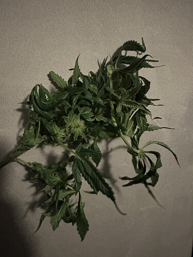 Growreport Bild 11