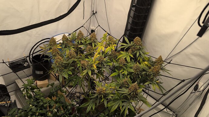 Die verbleibende, letzte LSSH