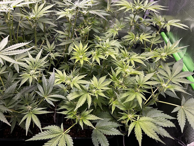 Growreport Bild 66