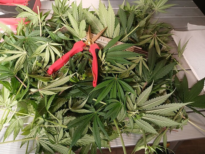 Growreport Bild 9
