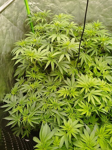 Mehrere junge Cannabispflanzen in einem Zelt, die sich im Wuchs befinden und viele grüne Blätter aufweisen.