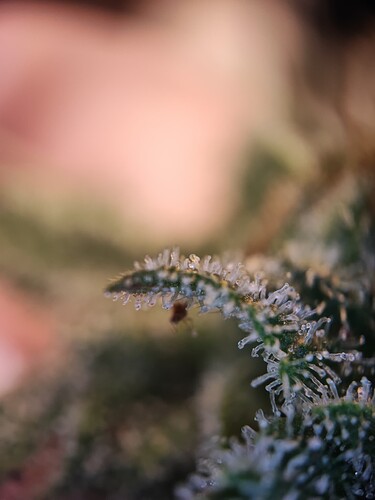 Growreport Bild 3