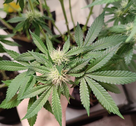 Growreport Bild 8