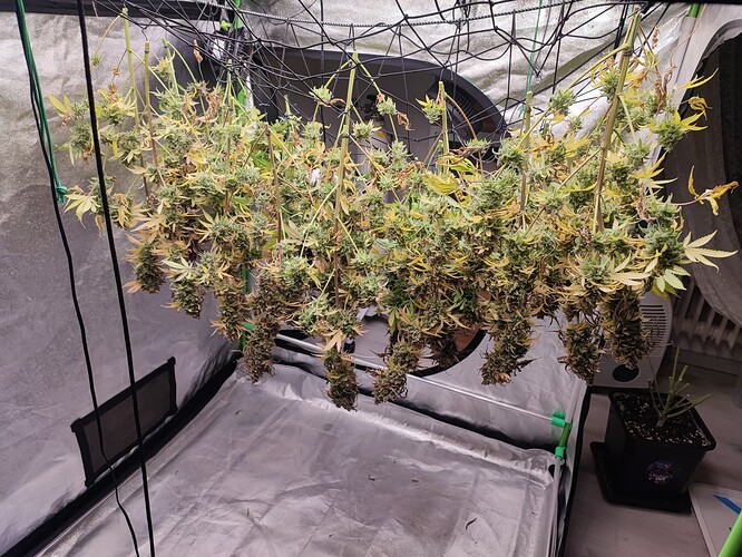 Growreport Bild 133