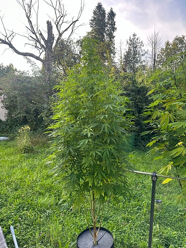 Growreport Bild 3