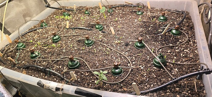 Growreport Bild 31