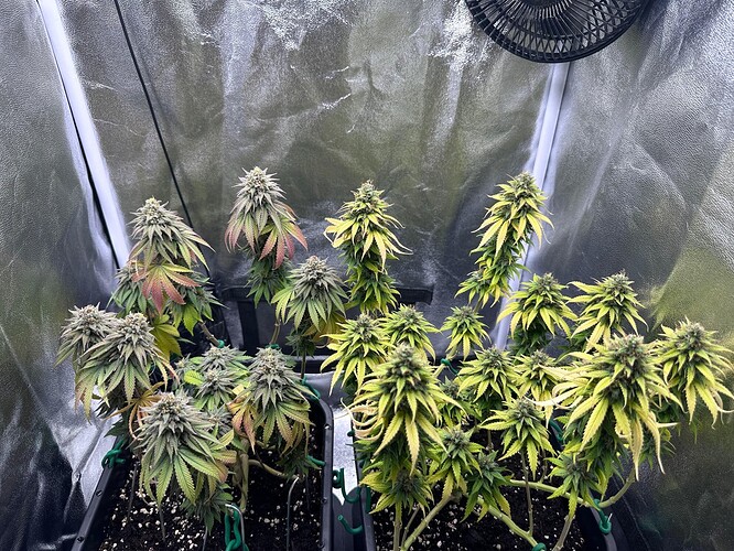 Growreport Bild 1