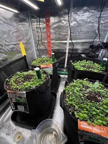 Growreport Bild 5