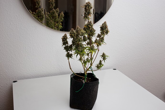 Growreport Bild 2