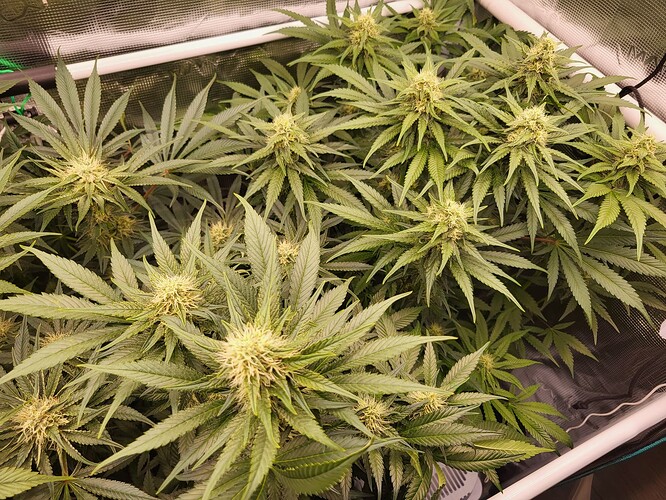 Growreport Bild 1