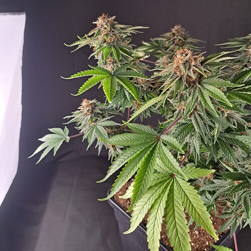 Growreport Bild 25