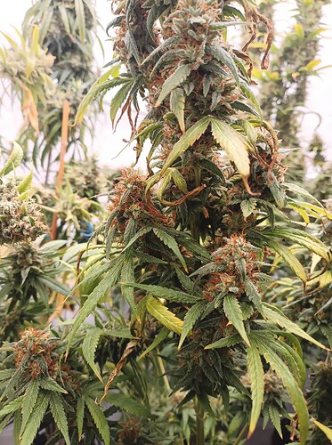 Growreport Bild 7