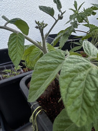 Growreport Bild 32