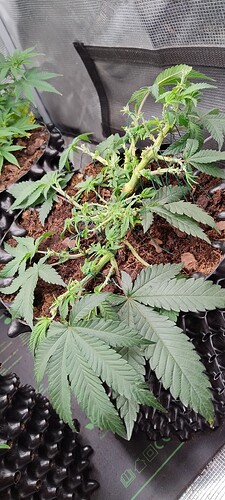 IMG_20251009_175429642