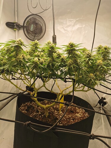 Growreport Bild 5