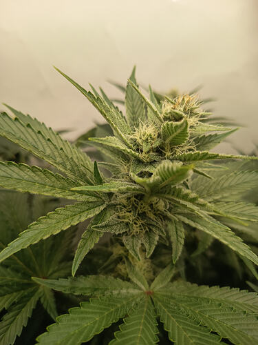 Growreport Bild 14