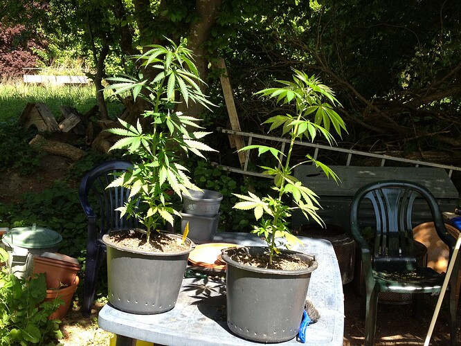 Grow25_0511_03