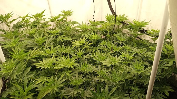 Growreport Bild 8