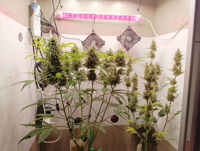 Growreport Bild 7