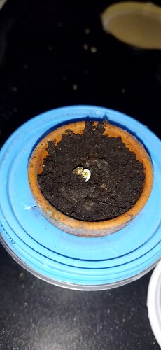 Growreport Bild 37