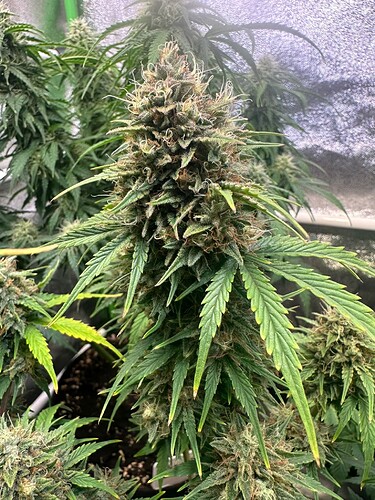 Growreport Bild 3