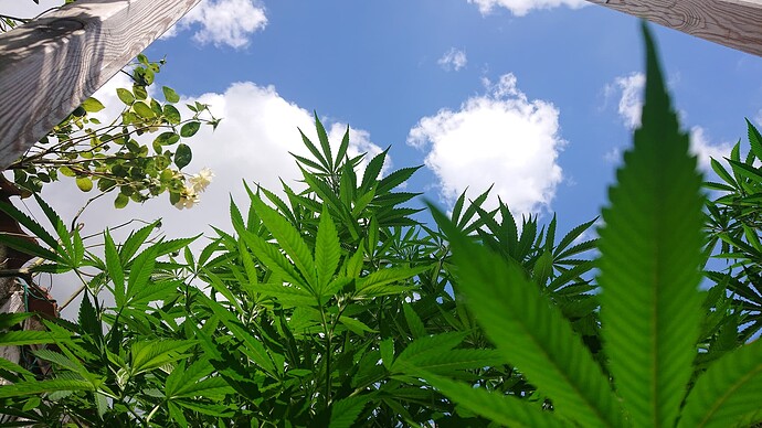 Growreport Bild 65
