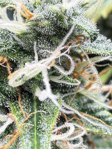 Growreport Bild 5
